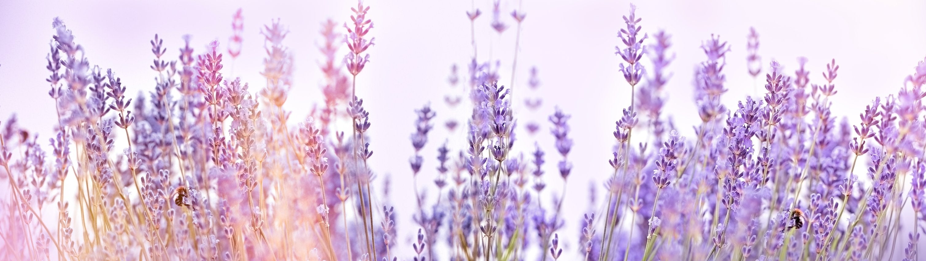 Botanical Skincare Products